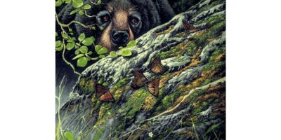 Bear and Butterfly *L.E*