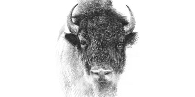 Bison Gaze