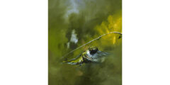 Black Chinned Humming Bird