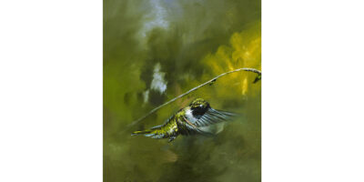 Black Chinned Humming Bird