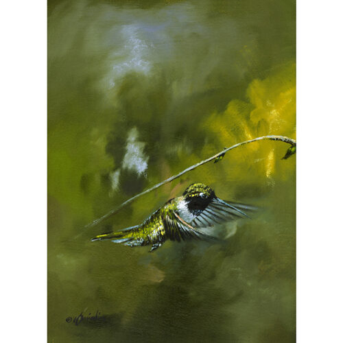 Black Chinned Humming Bird
