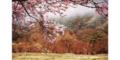 Apple Blossoms