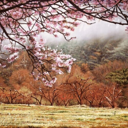 Apple Blossoms