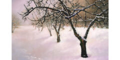 Appletrees in Winter