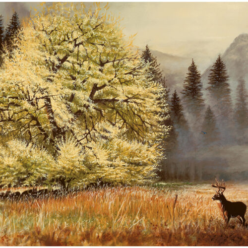 Cooks Meadow
