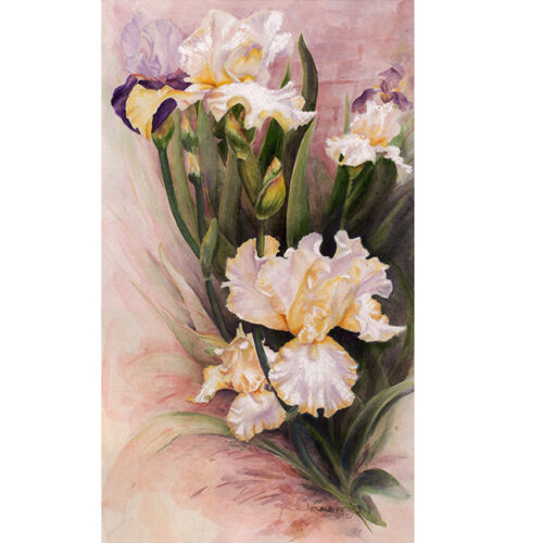 Irises to Share