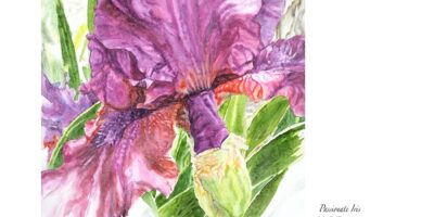 Passionate Iris
