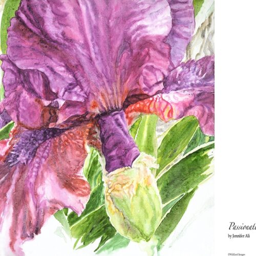Passionate Iris