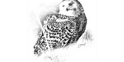 Snowy Owl