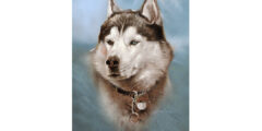 Wolfie